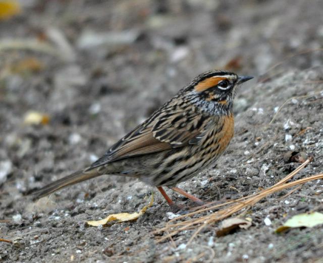 rufous breasted accentor